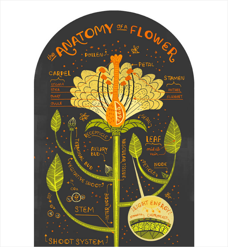 comparison infographic 5.jpg